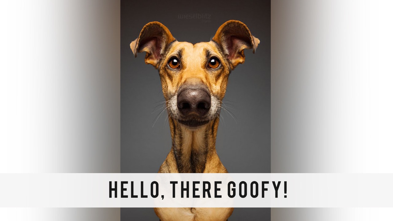 hello-goofy